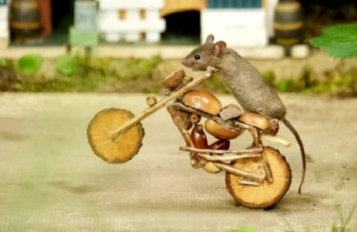 Bức ảnh chụp cảnh ông Gez dắt chuột trong khu vườn của mình đã được cư dân mạng vô cùng thích thú.  Ảnh: Gez Robinson